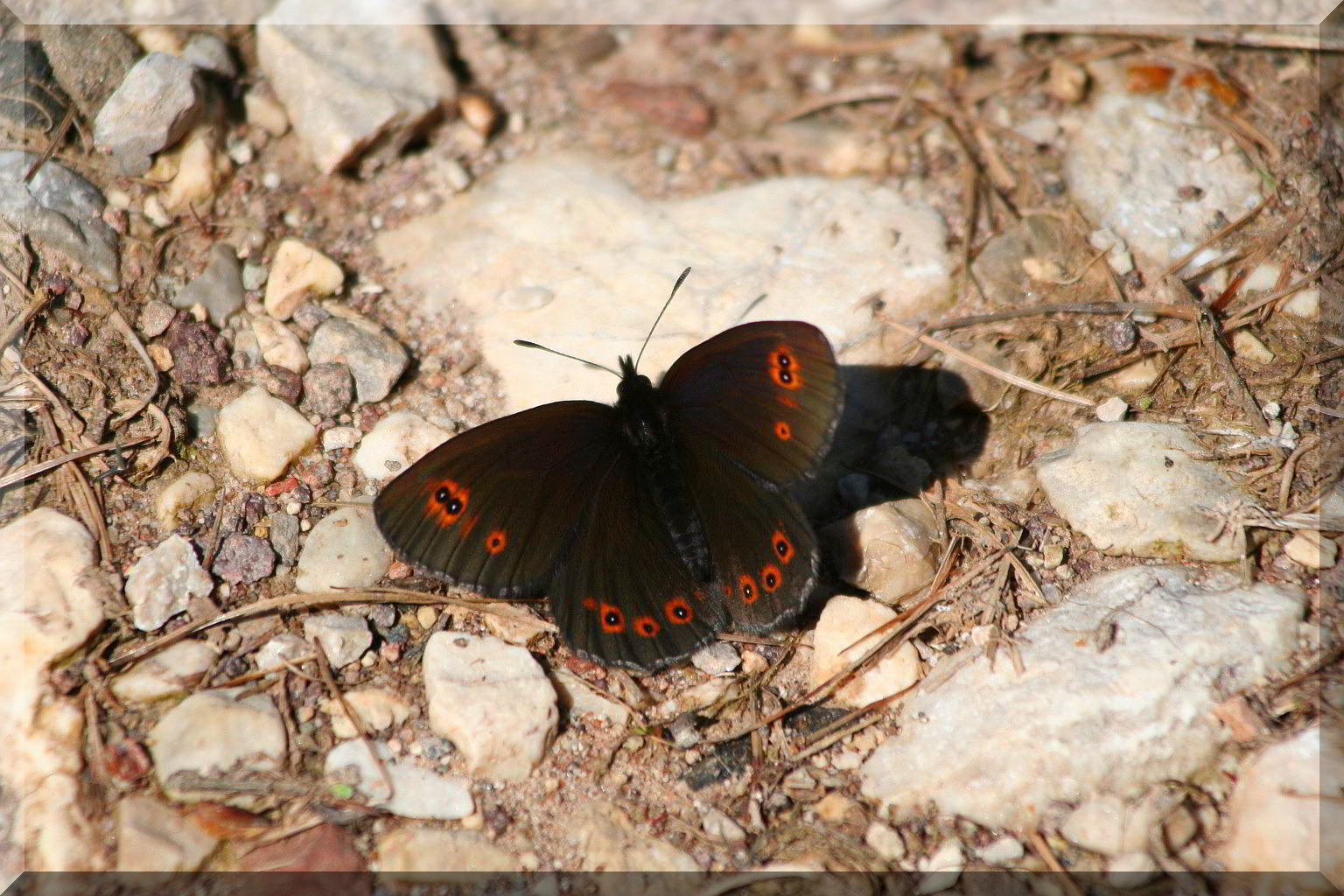Erebia albergana? No, Erebia medusa